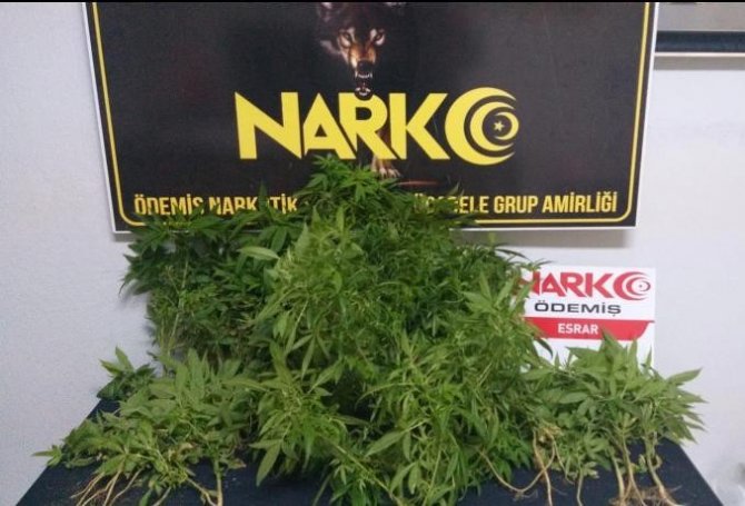 İ̇zmir’de Ormanlık Alanda 150 Kök Hint Keneviri Ele Geçirildi