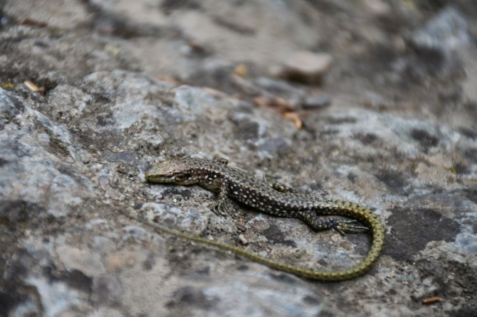 Kmü’lü Akademisyen Yen Bir Canlı Türü Keşfetti