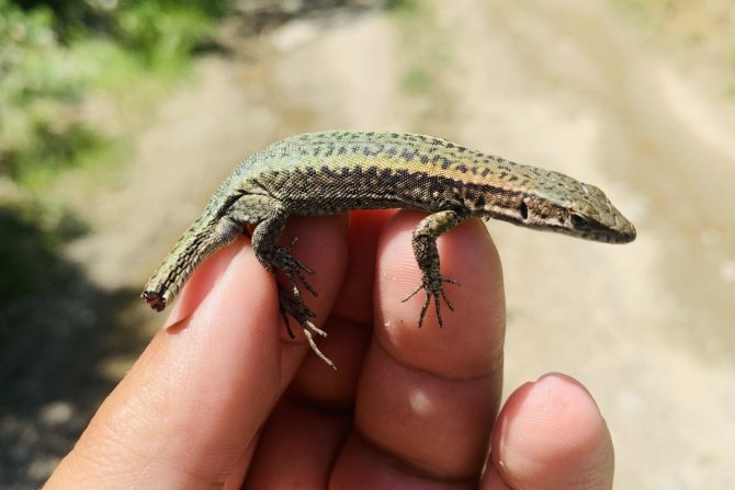 Kmü’lü Akademisyen Yen Bir Canlı Türü Keşfetti