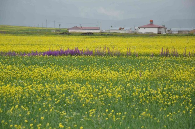 Kars Gökkuşağı Gibi