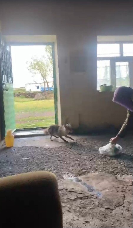 Karslı Vatandaş Tilkiyi Her Gün Elleriyle Besliyor