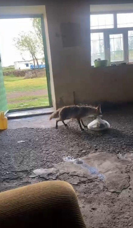 Karslı Vatandaş Tilkiyi Her Gün Elleriyle Besliyor