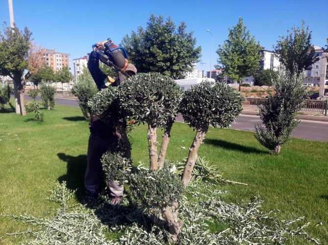 Kilis’te Ağaçlara Şekil Veriliyor
