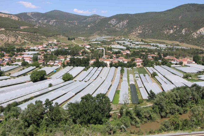 Amasya’da Domates Hasadı Başladı