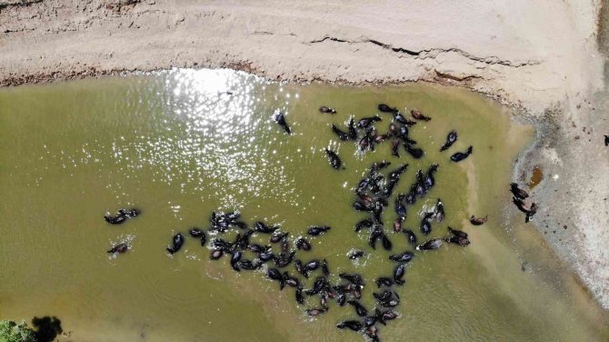Muş’ta Afrika’yı Andıran Görüntüler