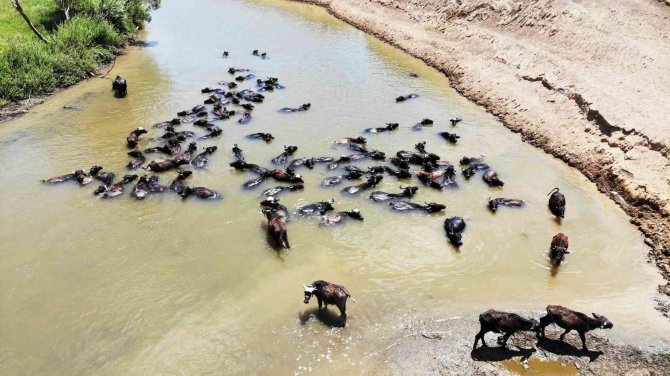 Muş’ta Afrika’yı Andıran Görüntüler