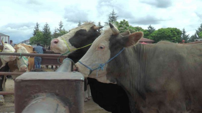 Nevşehir’de Kurban Kesim Yerleri Belirlendi