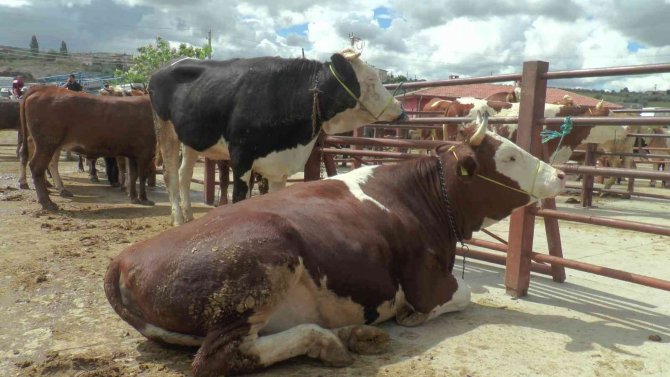 Nevşehir’de Kurban Kesim Yerleri Belirlendi