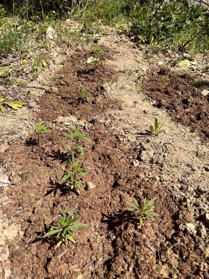 Elazığ’da 513 Kök Kenevir Bitkisi Ele Geçirildi