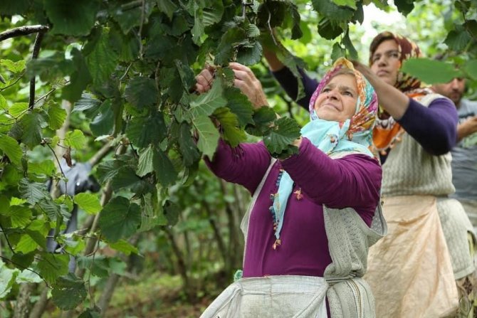 Ordu’da Fındık Dalda Kalmıyor