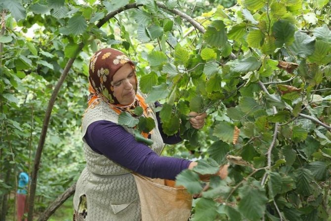 Ordu’da Fındık Dalda Kalmıyor