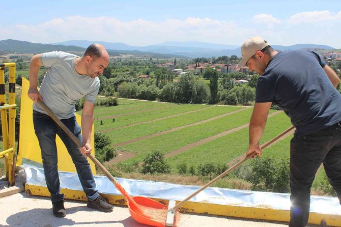 Osmaneli’de Buğday Hasadı Başladı