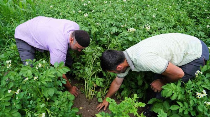 Patates Üretiminde Yüzde 20 Artış