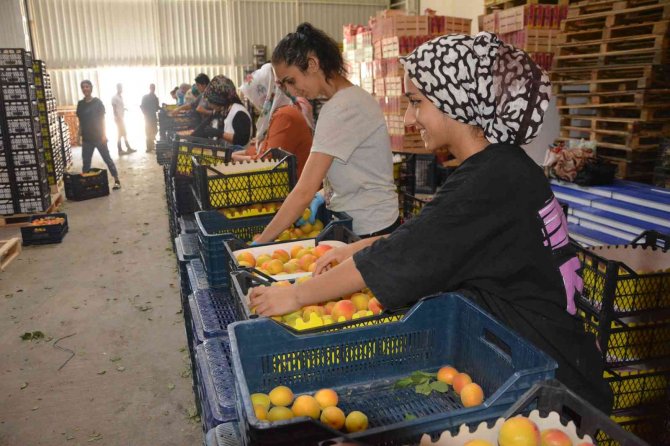 Rusya Ve Ukrayna’ya Kayısı İhracatı