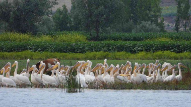 Kaz Gölü’ne Ak Pelikanlar Akın Etti