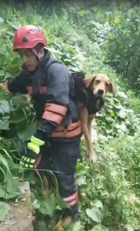 Derede Mahsur Kalan Köpeği İtfaiye Eri Sırtında Taşıdı