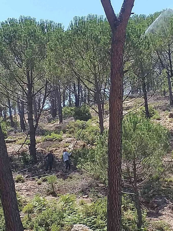 Fiyatı Altınla Yarışınca Üretici, Çam Ağaçlarına Gözü Gibi Bakmaya Başladı