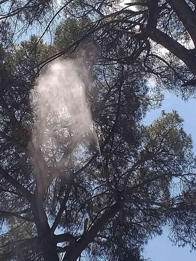 Fiyatı Altınla Yarışınca Üretici, Çam Ağaçlarına Gözü Gibi Bakmaya Başladı