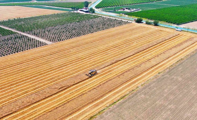 Bir Zamanların Pamuk Diyarı Artık Tropik Meyvelerle Anılıyor