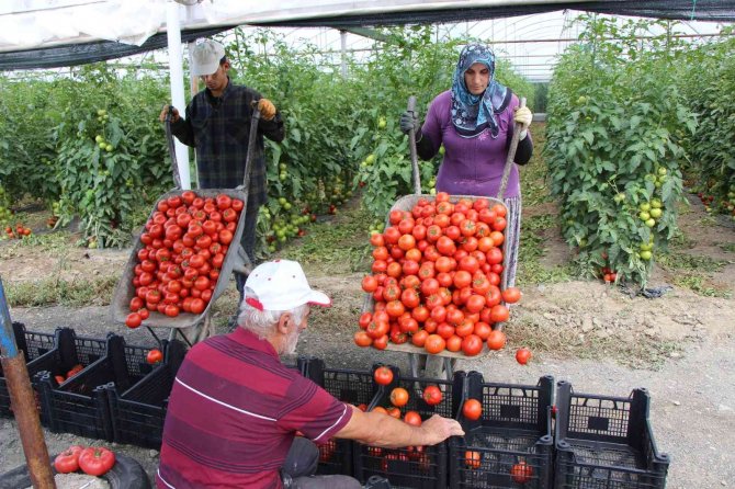 Amasya’da Domates Hasadı Başladı
