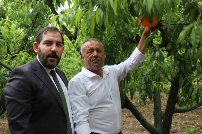 Yalova’da Akdeniz Meyve Sineği İle Biyoteknik Mücadele