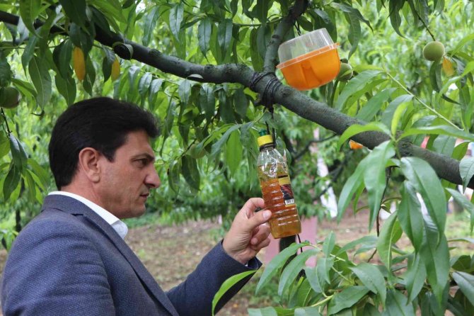 Yalova’da Akdeniz Meyve Sineği İle Biyoteknik Mücadele