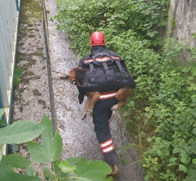 Derede Mahsur Kalan Köpeği İtfaiye Eri Sırtında Taşıdı