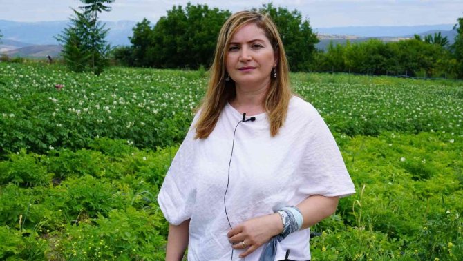 Patates Üretiminde Yüzde 20 Artış