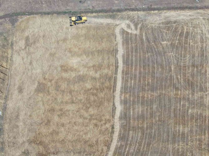 Geçmişi 7 Bin Yıla Dayanan Ata Tohumunda Hasat