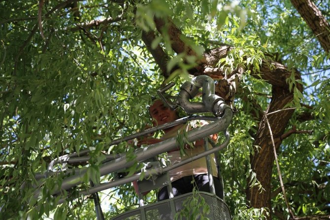 Ağaçta Mahsur Kalan Yavru Kedinin Yardımına İtfaiye Yetişti