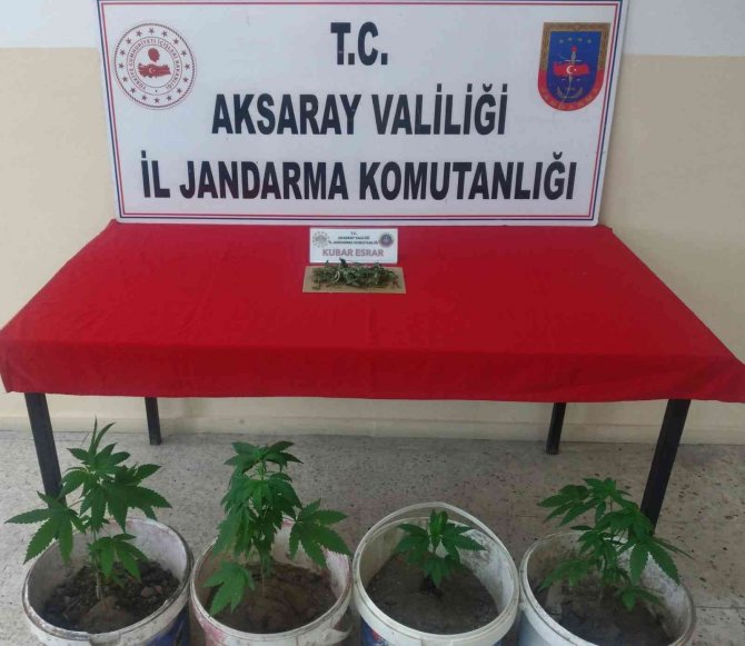 Kovalarda Kenevir Üretimine Jandarma Operasyonu
