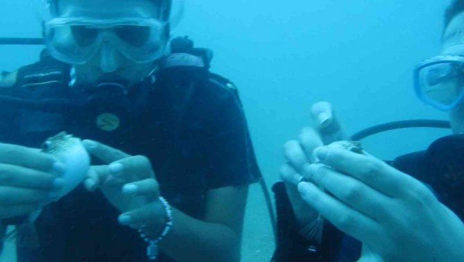 Antalya’da Deniz Suyu Sıcaklığı Arttı, Balon Balıklarının ‘Şirinler’ Sürüsü Kıyıyı İşgal Etti