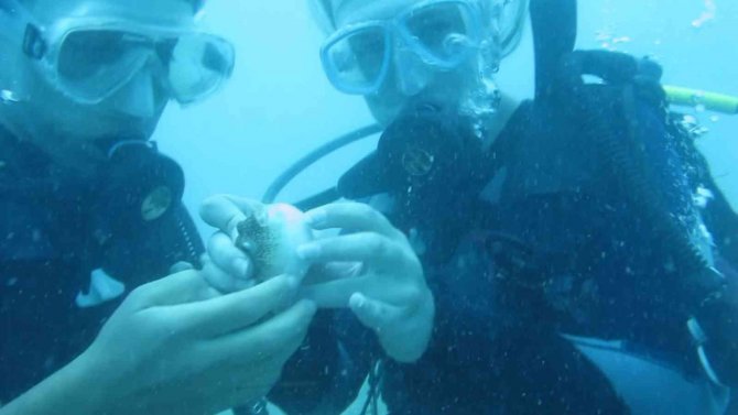 Antalya’da Deniz Suyu Sıcaklığı Arttı, Balon Balıklarının ‘Şirinler’ Sürüsü Kıyıyı İşgal Etti