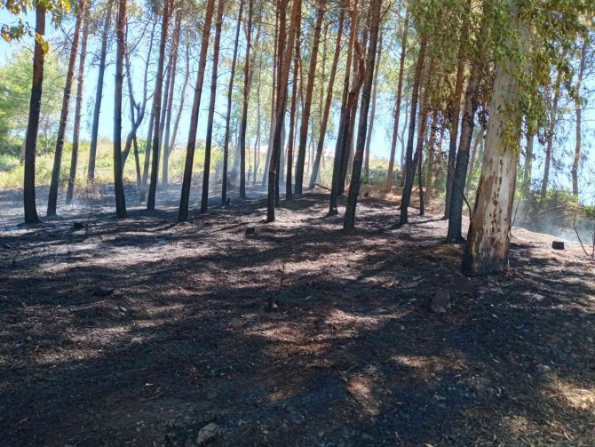 Serik’te Orman Yangını Kontrol Altına Alındı