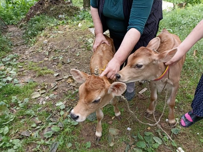 İ̇kiz Doğuran İnek Sahibine Mutluluk Yaşattı