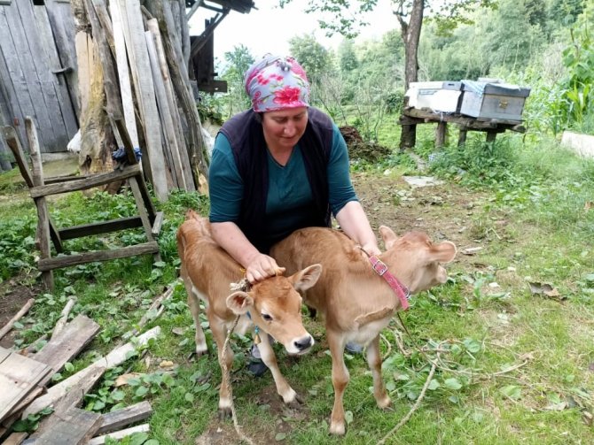 İ̇kiz Doğuran İnek Sahibine Mutluluk Yaşattı