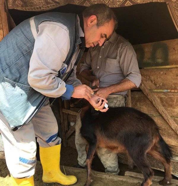 Aslanapa’da Küçükbaş Hayvanlarda Küpeleme Ve Aşılama Çalışması