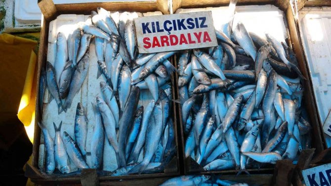 Av Yasağından Sonra Tezgahlar Boş Kaldı, ’Sardalya’ Vatandaşın Vazgeçilmezi Oldu