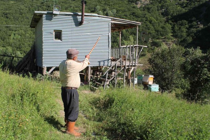 Ayının Üzerine Yürüyen Meşhur Pala Dayı Cesaretiyle Ayıya Geri Adım Attırdı