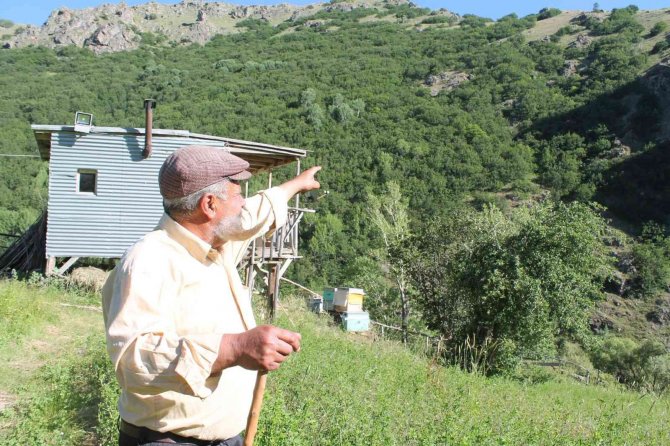 Ayının Üzerine Yürüyen Meşhur Pala Dayı Cesaretiyle Ayıya Geri Adım Attırdı