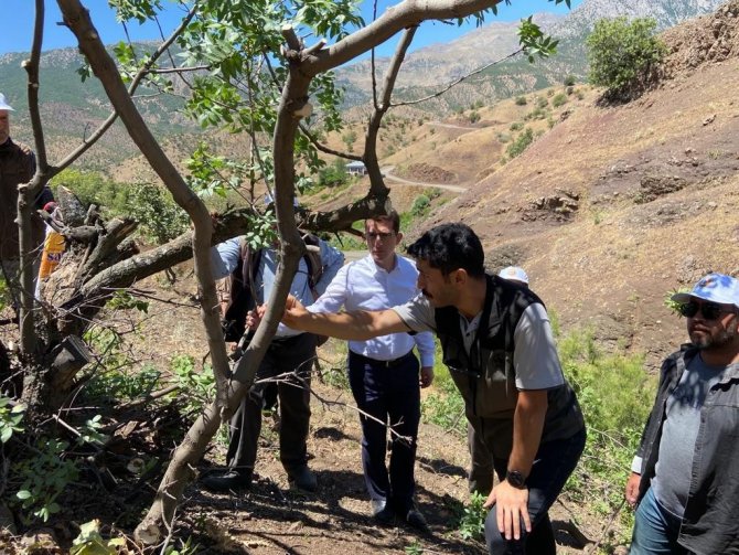 Bingöl’de Menengiç Ağaçlarına Fıstık Aşısı Yapılmaya Başlandı