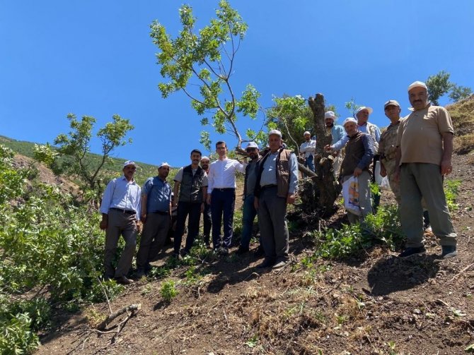 Bingöl’de Menengiç Ağaçlarına Fıstık Aşısı Yapılmaya Başlandı