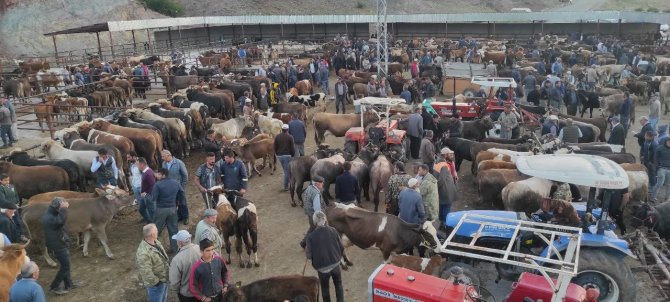 Çekerek’te Kurbanlıklar Alıcılarını Bekliyor