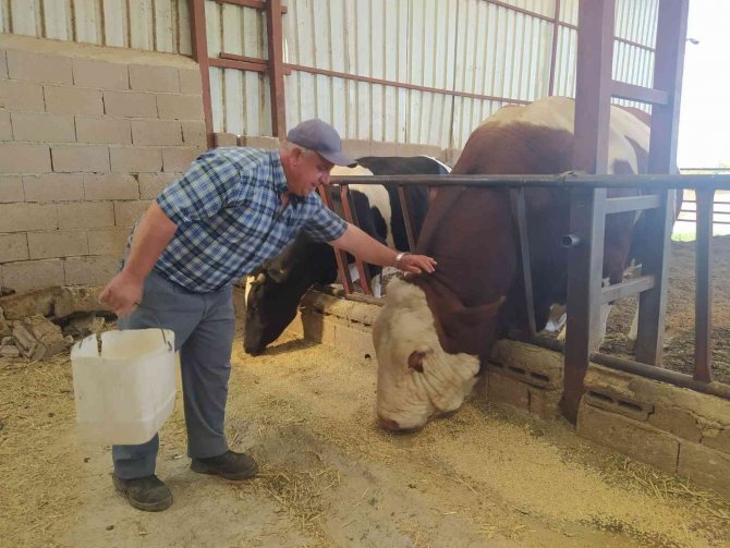 1,7 Tonluk Boğayı Alana Koç Hediye Edecek