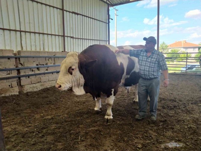 1,7 Tonluk Boğayı Alana Koç Hediye Edecek