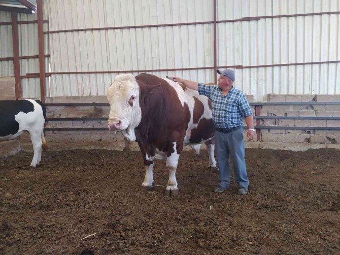 1,7 Tonluk Boğayı Alana Koç Hediye Edecek