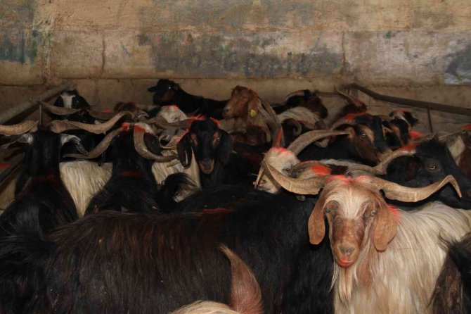 Elazığ’da Kurbanlıklar Pazara İndi