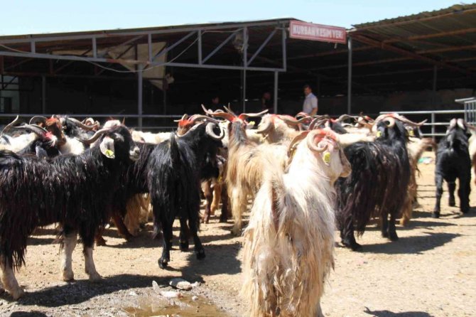 Elazığ’da Kurbanlıklar Pazara İndi