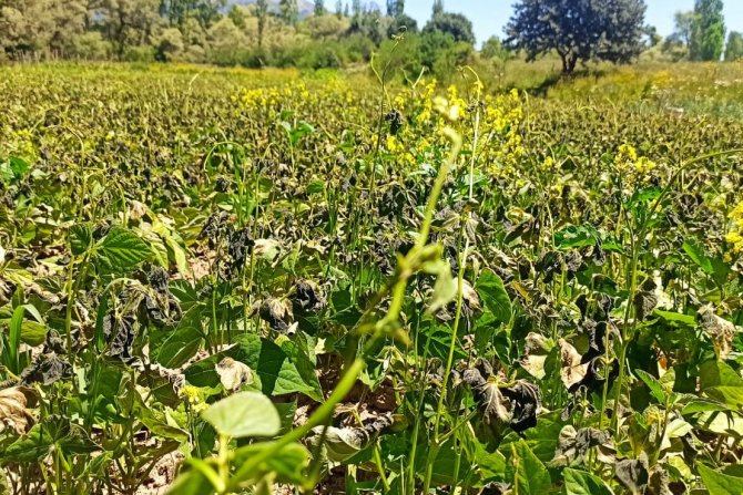Gümüşhane’yi Temmuz Ayında Don Vurdu
