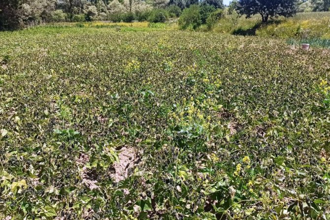 Gümüşhane’yi Temmuz Ayında Don Vurdu